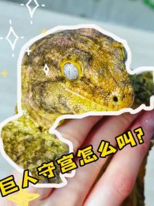 爬宠巨人守宫是什么，宠物清洁工，养它要注意啥？