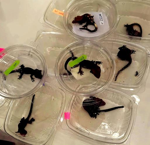 爬宠鄙视链，猫狗鄙视爬宠？养啥都凭爱，尊重每一种热爱
