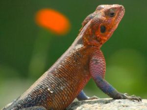 长得像恐龙的蜥蜴，像恐龙的凶猛食肉蜥