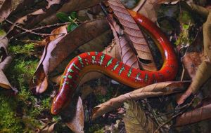 又像蛇又像蜥蜴，浙江村民挖笋发现罕见动物，像蛇又像蜥蜴，是国家三级保护动物