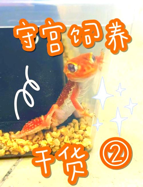 捉了一只草蜥怎么养，养草蜥要像野外家，别抓走，尊重生命