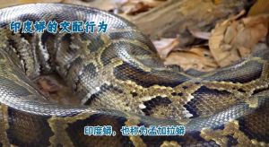 蟒蛇认主人吗，海南老汉救蟒蛇成家，抓鼠护院上央视，蟒蛇园火了