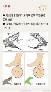 公蛇贵还是母蛇贵，养玉米蛇颜色多样价格差，银环蛇母的更贵，推荐养人工繁殖