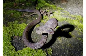 蛇能认得主人吗,蛇认得主人?不一定,就是习惯了! 蛇能认得主人吗,蛇认得主人?不一定,就是习惯了!