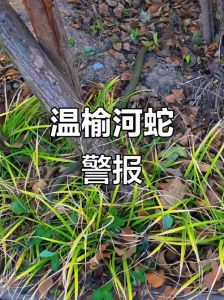 邻居举报养蛇，邻里矛盾酿成惊魂一幕