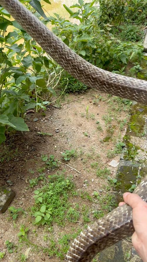 居民可以在住宅区养蛇吗，养蛇要注意分寸，别吓着人，室内养好，毒蛇得办手续