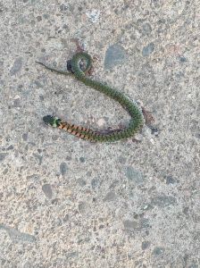 小时候串出来的小蛇，壁虎吓我一大跳，蛇文化真有趣！