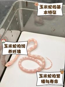 玉米蛇适合学生养吗，学生养蛇好选择，温顺好养不费钱