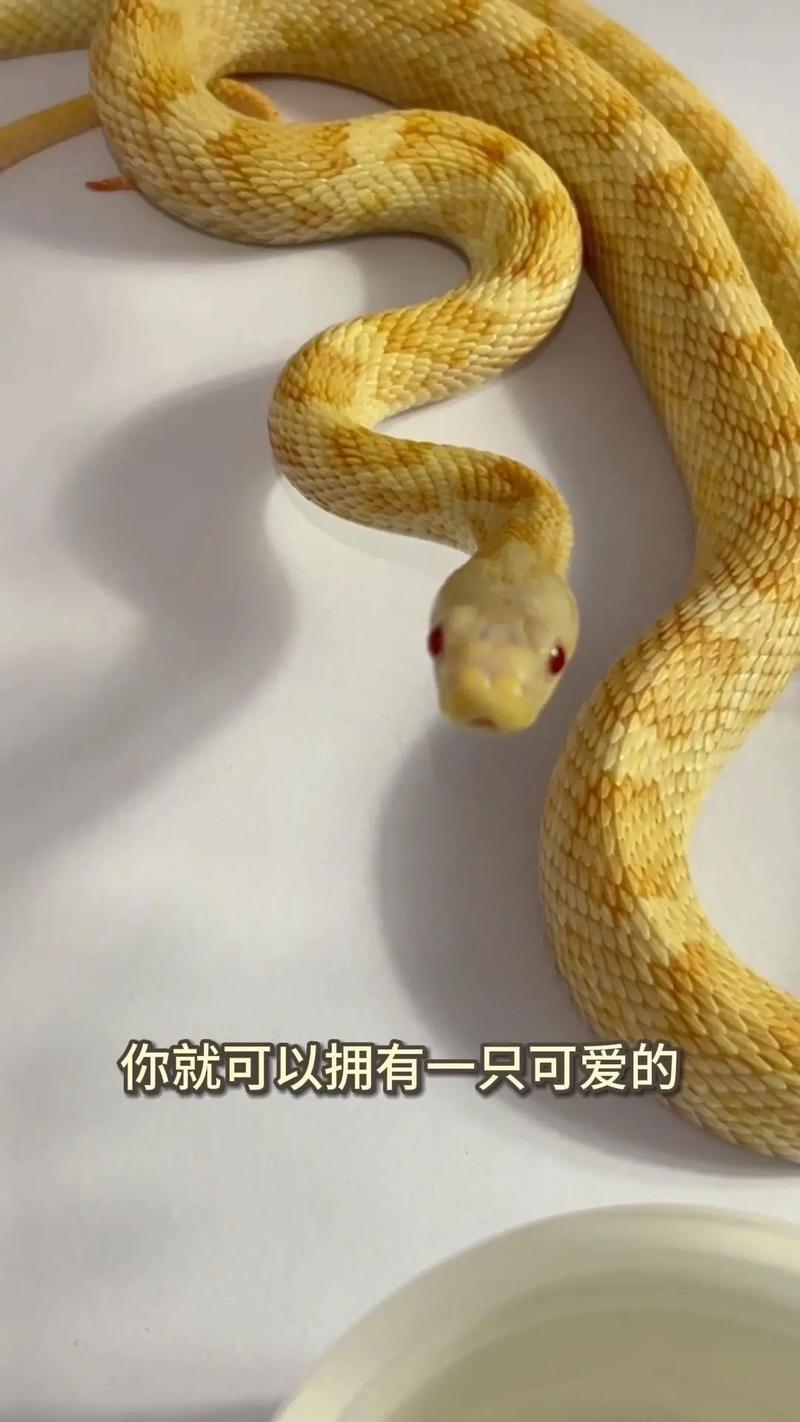 我养的宠物蛇想当男主人，我家蛇子好像要造反了，咋办？