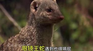 蛇獴最害怕三个东西，蛇獴抗毒王，自然界生存大比拼