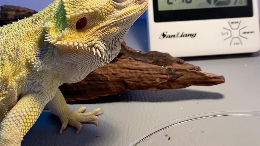 蜥蜴吃水果吗,鬃狮蜥喂食注意营养平衡,科学喂食健康快乐 蜥蜴吃水果吗,鬃狮蜥喂食注意营养平衡,科学喂食健康快乐