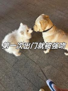 狗狗出门就找朋友玩，热情相迎被亲，网友 狗子就是爱玩