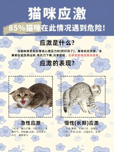 养猫注意！猫咪反常行为可能是生病了！