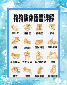 狗狗想你？藏鞋袜？摇尾巴全说明白了！