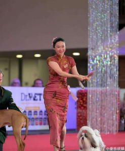 霍思燕爱犬珍珠国际获奖，中国养狗水平获赞！