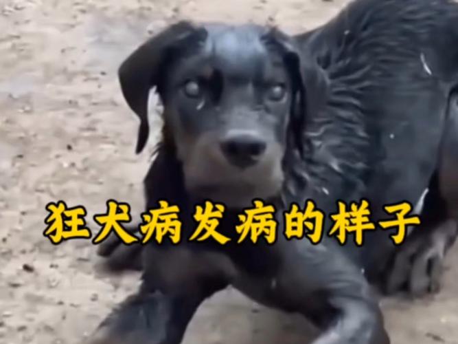 芝加哥疫苗狗竟得狂犬病，30年首现！需警惕跨州带宠风险