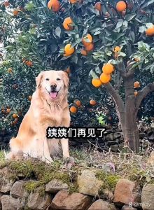 捡到流浪狗取名橘子，颜值爆表变小狐狸！