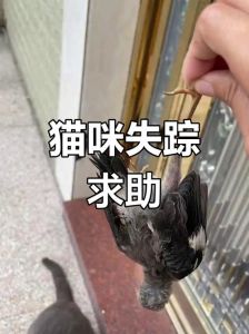 养猫最怕啥？猫咪失踪！
