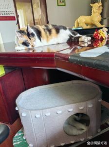 风吹不走猫窝 院里俩流浪猫霸占被子当家