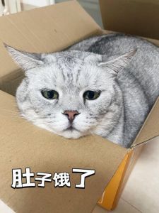 猫咪比猫粮还重0.1斤！主人才知它是个实心球