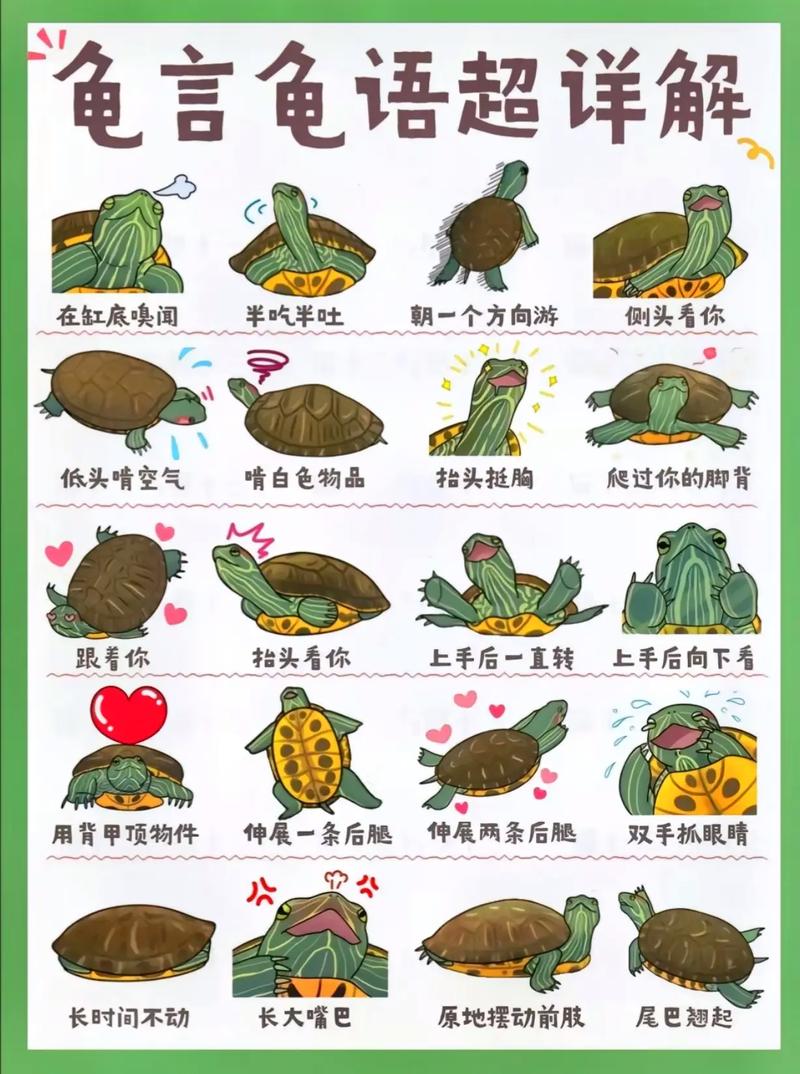 我家龟龟爱笑,你家的呢? 我家龟龟爱笑,你家的呢?