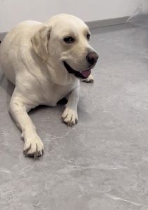 6年送主人出门，狗狗Cocker仪式感满分！