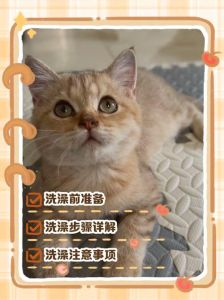 铲屎官洗澡，猫咪卡柜子，自己搞定真厉害！