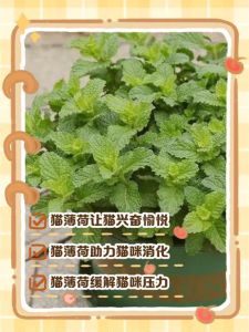 疯狂动物城猫薄荷是荆芥，逗猫神器，绿化带常见