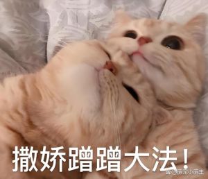 猫咪蹭你，不只是爱，是认你为家！