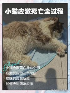 乐山小区流浪猫死亡引众怒，物业成替罪羊？
