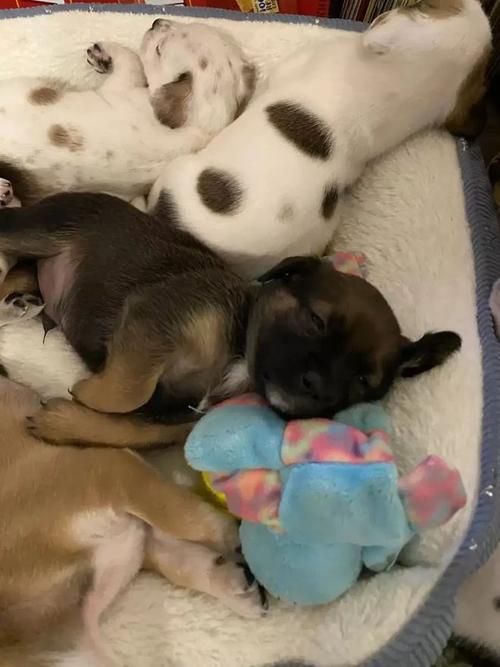 救助流浪狗惊喜连连，巨婴九宝获新生