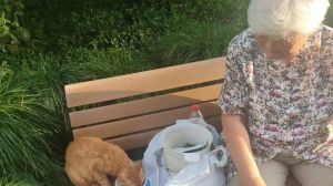 冬天喂流浪猫被阿姨嘲讽，城市里对流浪小动物该更友善