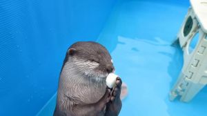 水獭科普视频，趣味又实用，循环播放真解压！