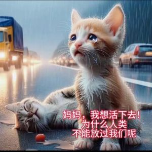 刚捡流浪猫的妹子竟不知自爱？网友 爱都爱了！