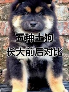 狗狗小时候可爱长大变沧桑，颜值崩塌太真实！