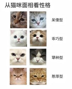 猫咪7特征暴露被养熟！真心依赖超明显