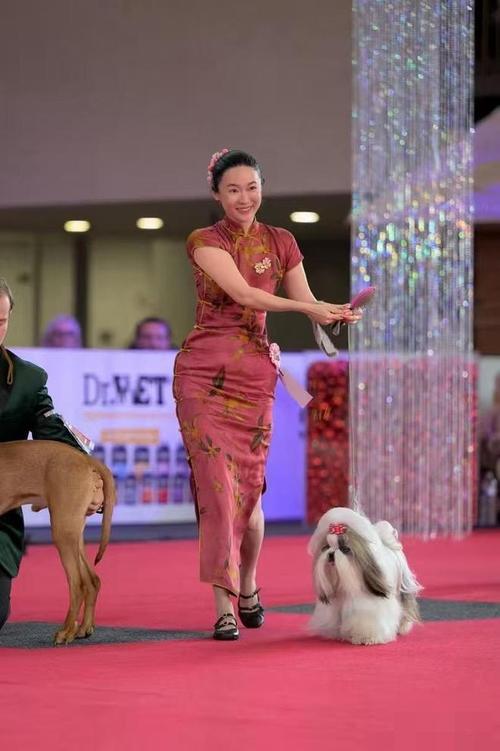 霍思燕西施犬夺魁,杜江力挺!爱宠如家人,生活多温馨 霍思燕西施犬夺魁,杜江力挺!爱宠如家人,生活多温馨