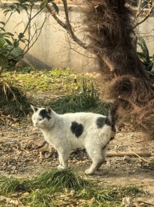 宁波小区禁喂流浪猫引争议，爱心与环境的两难抉择