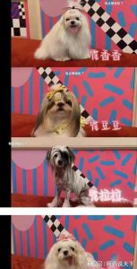 霍思燕带狗夺世界冠军，红袍蝴蝶结超吸睛！