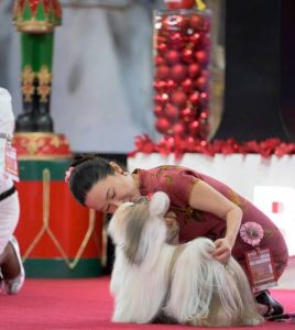 霍思燕西施犬摘得比利时狗展桂冠！