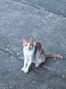 带1400公里橘猫回家，延续老友的孤独爱