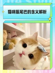 猫咪摇尾巴，读懂它的心情！
