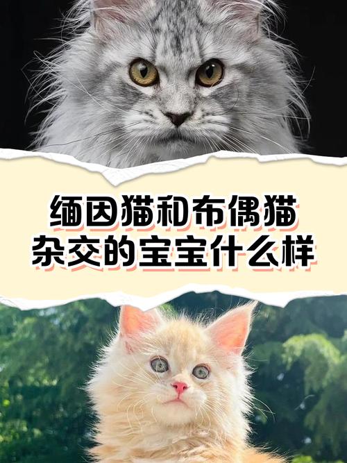 流浪猫获救后与缅因猫的温馨故事 流浪猫获救后与缅因猫的温馨故事