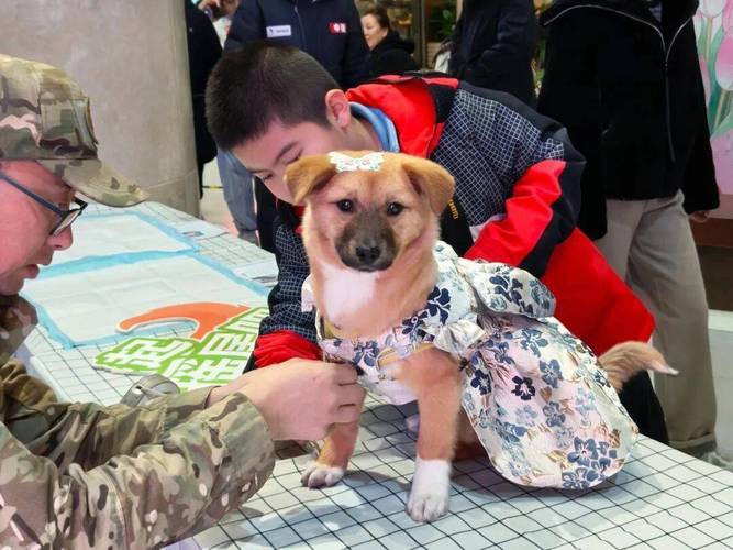 甘肃3功勋搜救犬退休,兰州市民可免费领养! 甘肃3功勋搜救犬退休,兰州市民可免费领养!