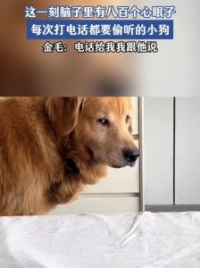 金毛团团犯错找奶奶告状，心眼子真多！