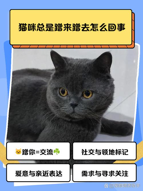 猫咪蹭你三大原因 标记地盘信任你表达爱意! 猫咪蹭你三大原因 标记地盘信任你表达爱意!