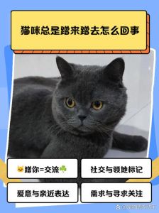 猫咪蹭你三大原因 标记地盘信任你表达爱意！