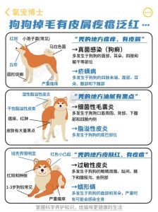 狗狗掉毛多怎么办？看这里！