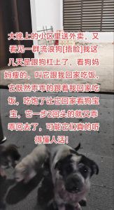 精心照顾与流浪领养狗的差别