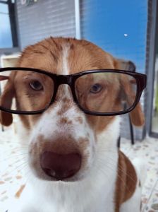 我家狗子戴眼镜前后变化大！
